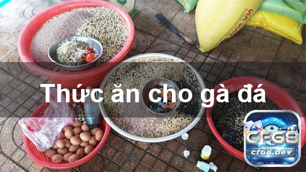 Sử dụng các loại mồi cho gà đá phù hợp cung cấp dưỡng chất cần thiết