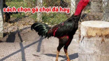 Cách chọn gà chọi hay: Bí kíp chọn gà cực hay từ các sư kê