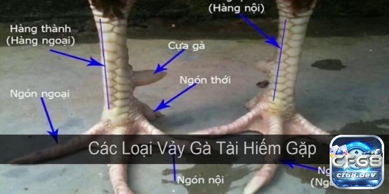 Các loại vảy gà chọi quý được yêu thích